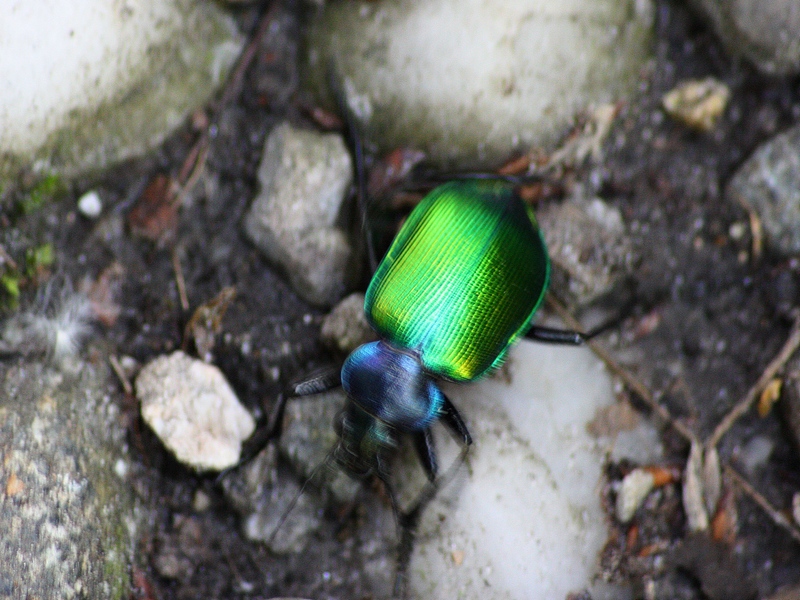 Calosoma sycophantha